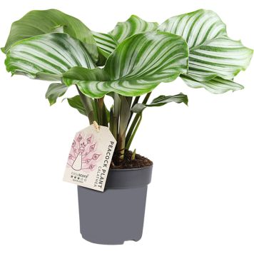 Tiigerlehik Orbifolia Ø 11 cm