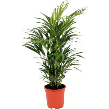 Kollakas pisipalm Ø 17 cm