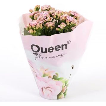 Kalanhoe Arts-Hybriid Ø 10,5 cm