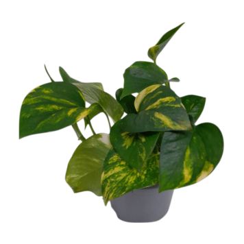 Filodendron Ø 12 cm