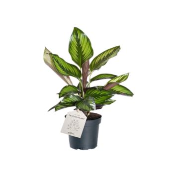 Tiigerlehik Calathea Beauty Star Ø 11 cm