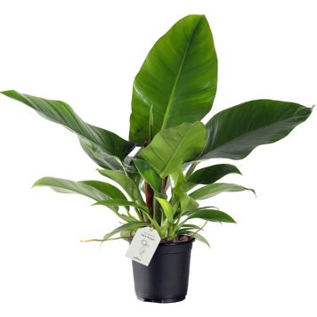 Filodendron Imperial Green Ø 17 cm