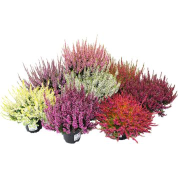 Kanarbik  Beauty Ladies Mix Ø 10 cm