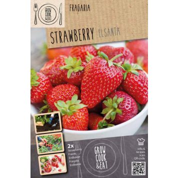 Maasikas Kapiteyn Elsanta 2 tk