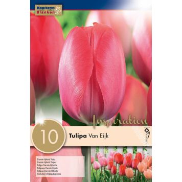 Tulp Van Eijk 10 tk