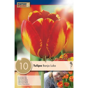 Tulp Banja Luka 10 tk