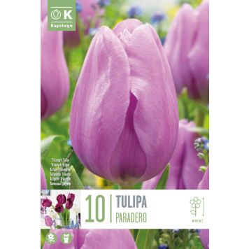 Tulp Paradero 10 tk