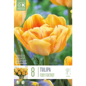 Tulp Foxy Foxtrot 8 tk