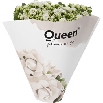 Kalanhoe Ø 13 cm, valge