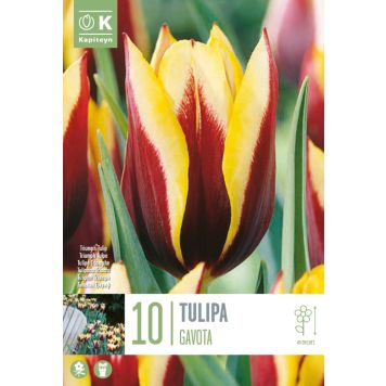 Tulp Gavota 10 tk