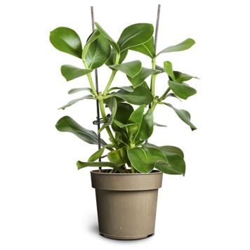 Roosa kluusia King Ø 17 cm