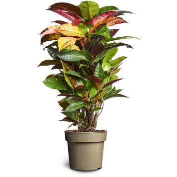 Ebakrooton Iceton Ø 17 cm