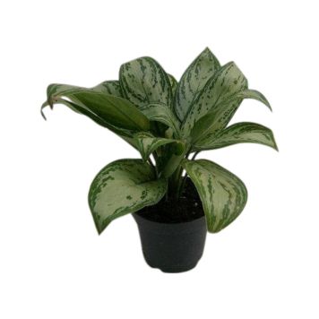 Aglaoneema Maria Christina Ø 13 cm 