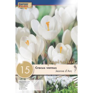 Krookus Jeanne d' Arc 10 tk