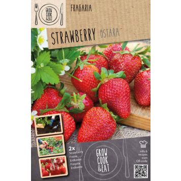 Maasikas Kapiteyn Ostara 2 tk