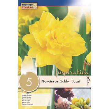 Nartsiss Golden Ducat 5 tk
