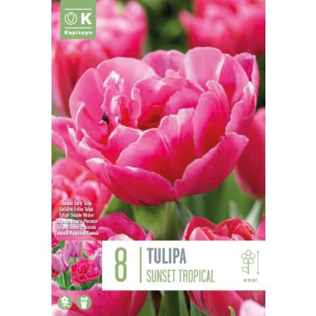 Tulp Sunset Tropical 8 tk