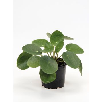 Kilp-piilea Ø 10,5 cm