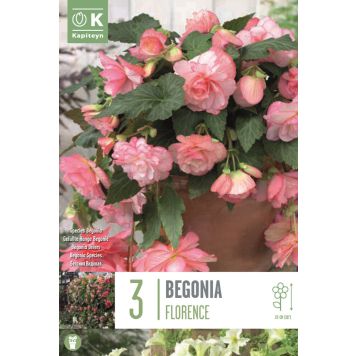 Mugul-begoonia Florence 3 tk