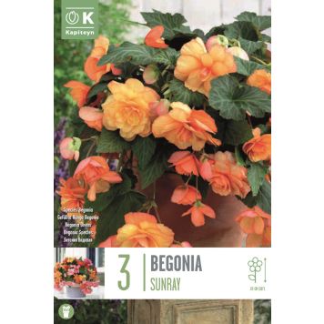Begoonia Kapitayn Cascade Sunray 3 tk