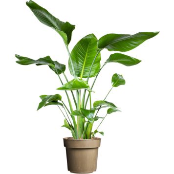 Streliitsia Nicolai P 24