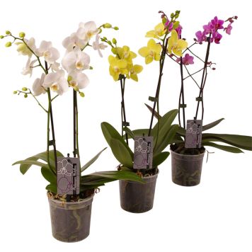 Orhidee Kuuking mix 2 - varrega