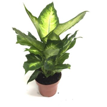 Diifenbahhia Ø 12 cm