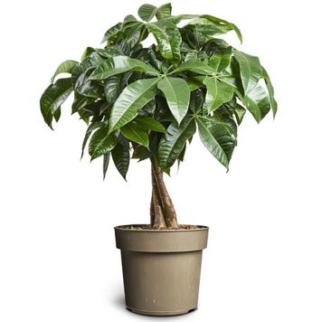 Vesipahhiira Ø 12 cm