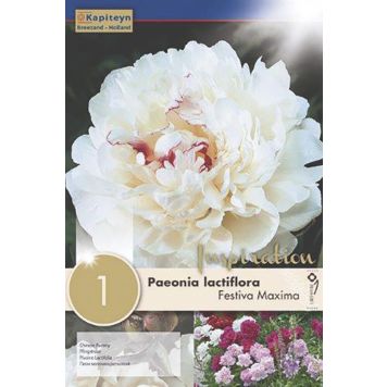 Täidisõieline aedpojeng Festiva Maxima 1 tk