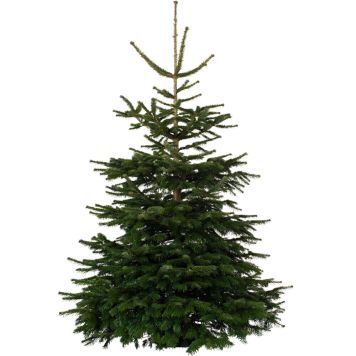 Kaukaasia nulg 230-300 cm