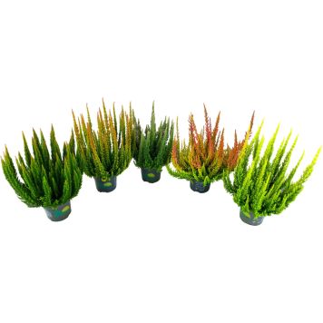 Kanarbik Skyline mix Ø 10 cm