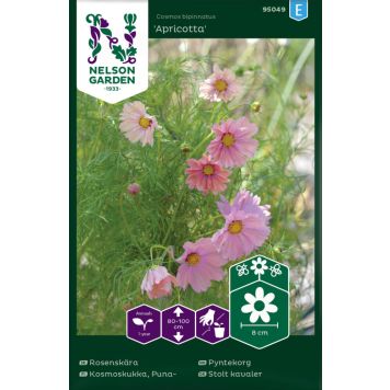 Harilik kosmos Apricotta