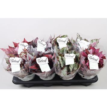 Begoonia Beleaf valik Ø 12 cm