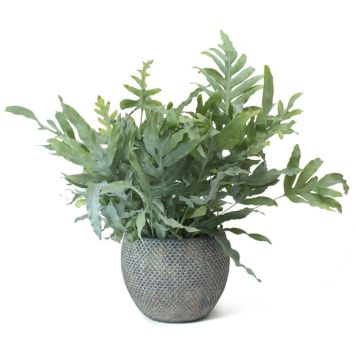 Harilik kuldimar Blue Star Ø12 cm