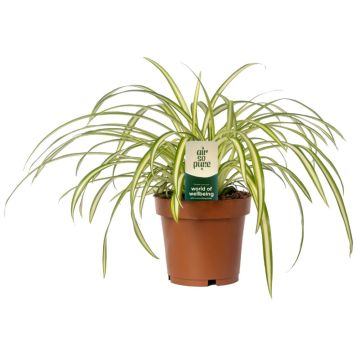 Tups-rohtliilia Ø 12 cm