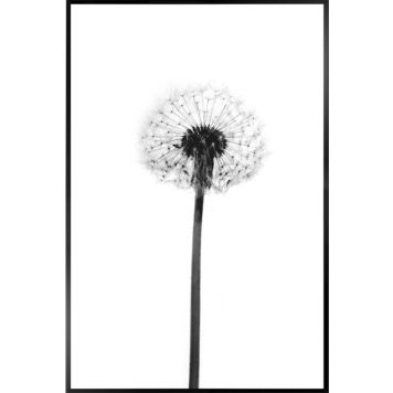 Sisustuspilt Reinder Dandelion Grey 20 x 30 cm