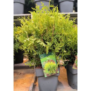 Harilik elupuu Golden Globe Ø 17 cm