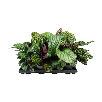 Tiigerlehik valik Ø 12 cm