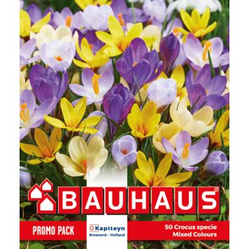 Krookuste mix Kapiteyn 50 tk