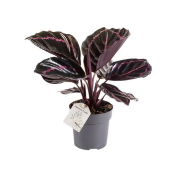 Tiigerlehik Dottie Ø 11 cm