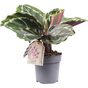 Tiigerlehik Medallion Ø 11 cm