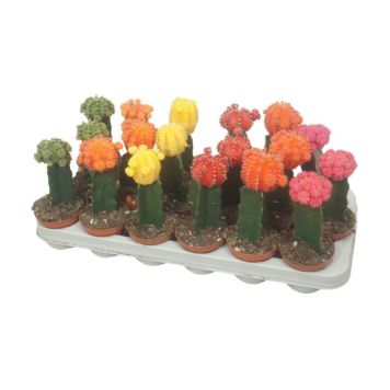 Nudinupp Mix Ø 6 cm