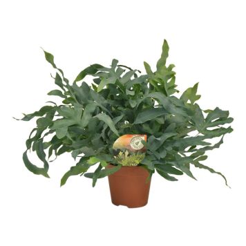 Harilik kuldimar Blue Ø 17 cm