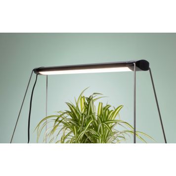 Taimevalgusti Airam Verso