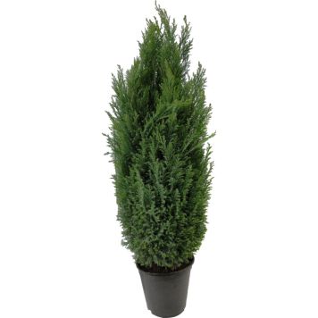 Kalifornia ebaküpress Lawsoniana  Ø 21 cm