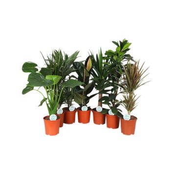 Roheliste toataimede mix Ø 21 cm