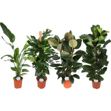 Toataimede mix Ø 27