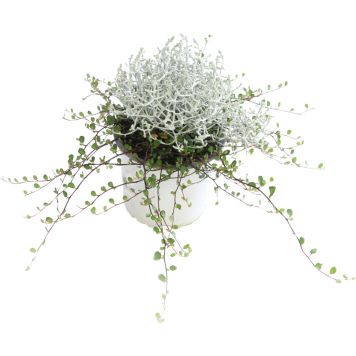 Hõbelõng + Põim-ronitatar 12 cm