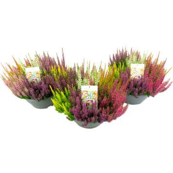 Kanarbik Beauty Ladies Mosaica Ø 23 cm