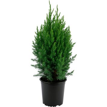 Hiina kadakas Stricta Ø 17 cm